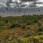 001-2-150x150 المركز الليبي للأعمال المتعلقة بالألغام يسلّم شهادة تطهير لقطعة أرض بمنتزه الأحياء البرية في طرابلس